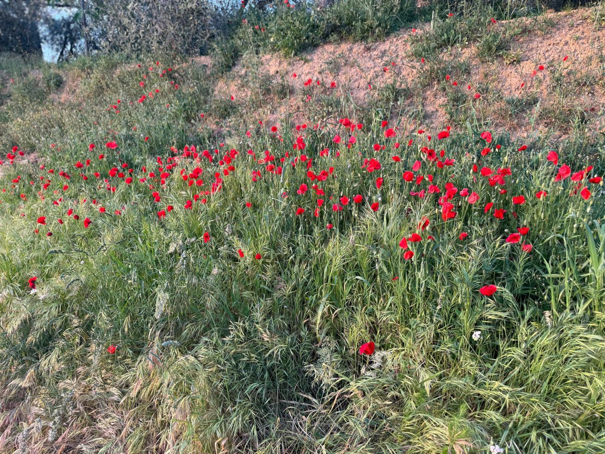 Antico Borgo Apartment San Quirico d'Orcia Bagian luar foto